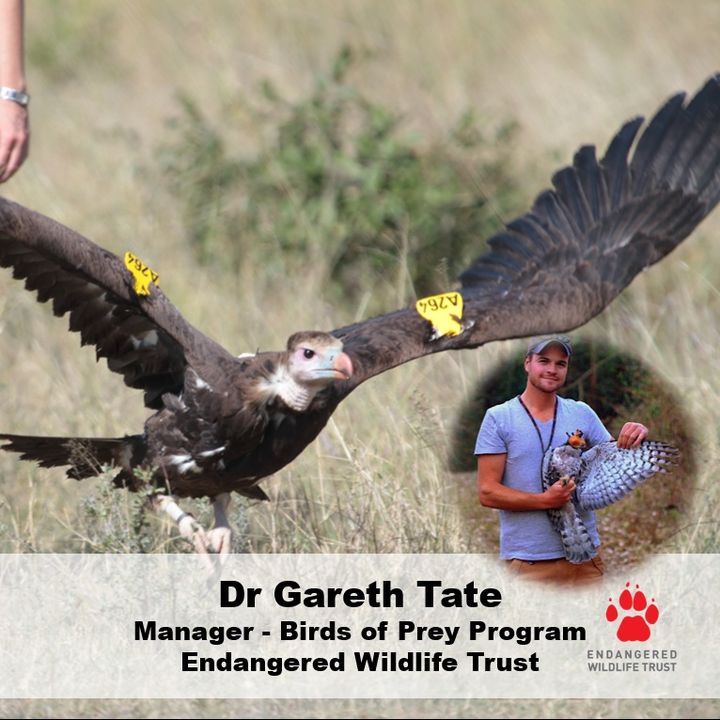 Youth Radio - VULTURES with DrGarethTate
