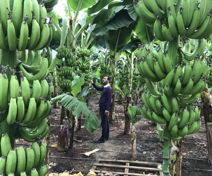 producción de plátano en altas densidades
