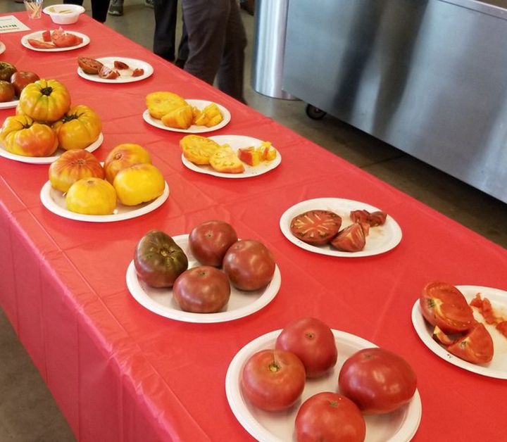 Annual Tomato Contest Held At Boston Public Market
