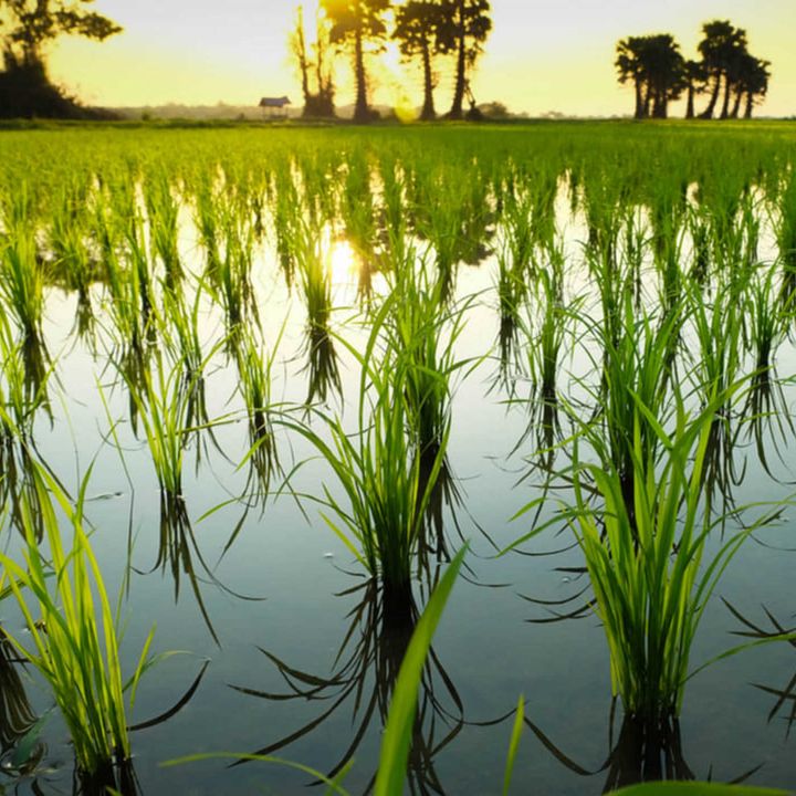 La sequía altera el campo español: menos arroz y más frutos secos