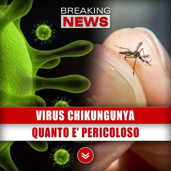 Virus Chikungunya, Nuovi Casi In Italia: Quanto E’ Pericoloso? 