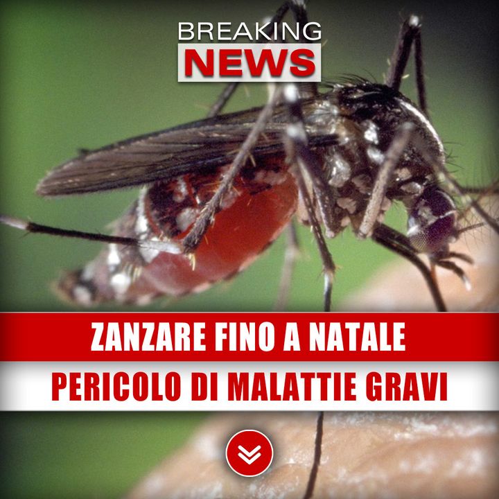 Zanzare Fino A Natale Con Caldo Record: Pericolo Di Malattie Gravi!