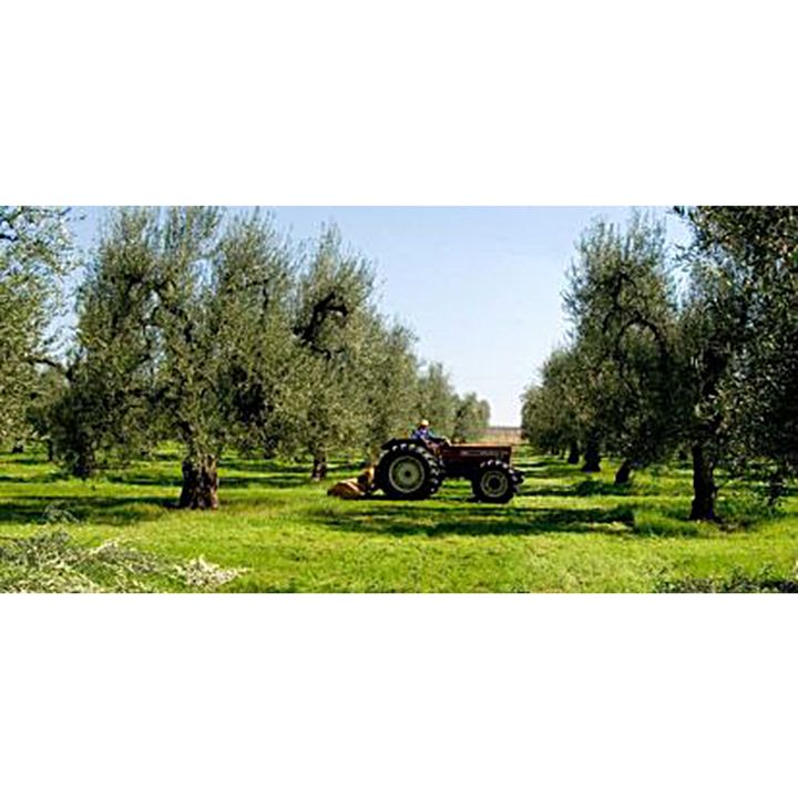 Azienda Agricola Posta Locone dei Fratelli Ferrara a Canosa di Puglia