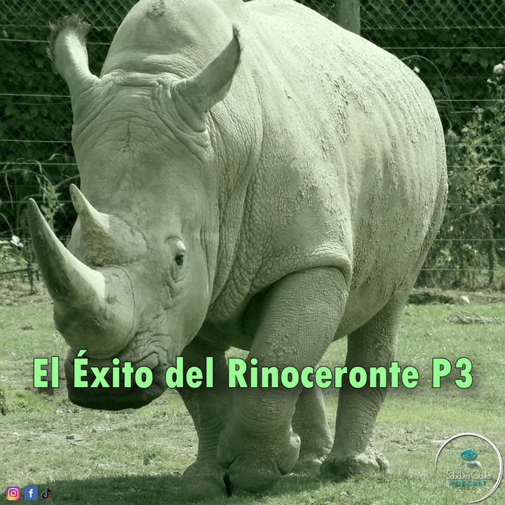 El Éxito del Rinoceronte P3
