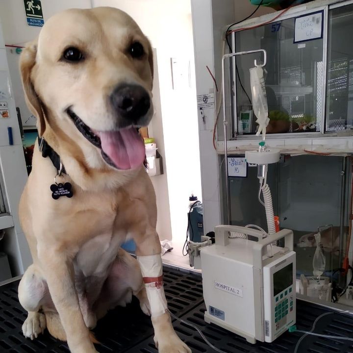 Taco, el perro que voló en cuarentena para luchar contra el cáncer