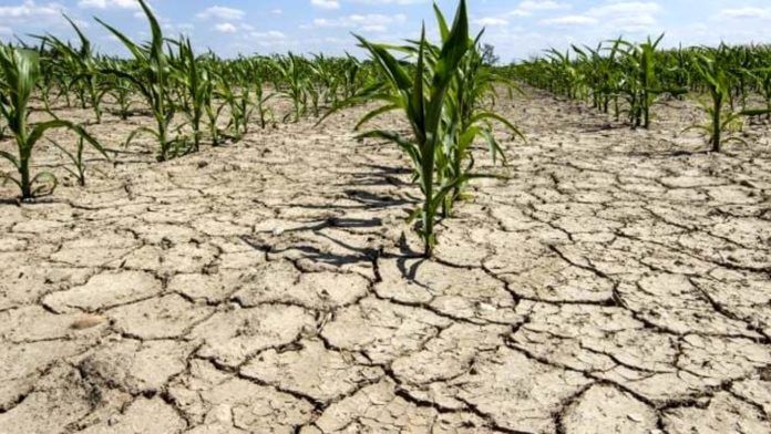 Coldiretti ribadisce l’allarme siccità: “oltre 300mila imprese agricole a rischio”