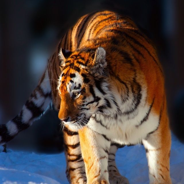 La storia di Vladik, la tigre ribelle