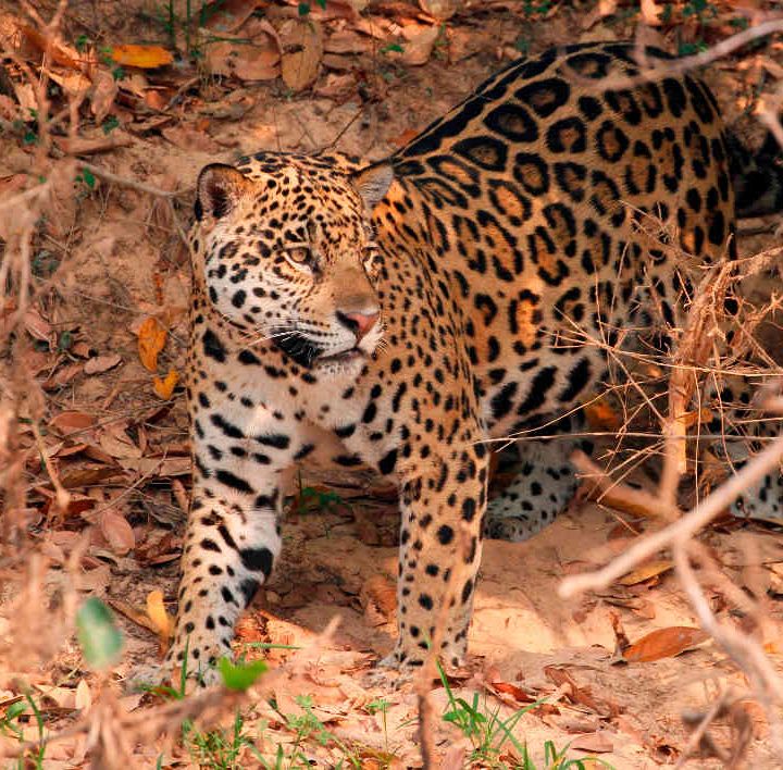 “Con la desaparición del Jaguar sigue la desaparición de otras especies”: Esteban Payán