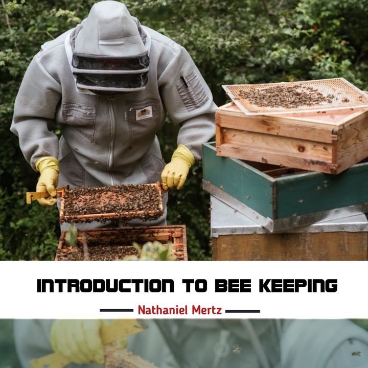 Introduction To Bee Keeping