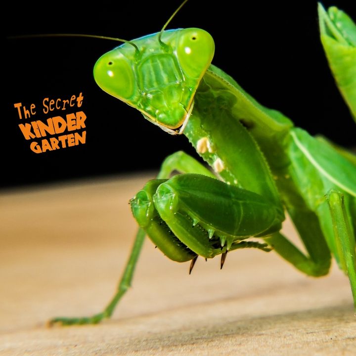 The Praying Mantis