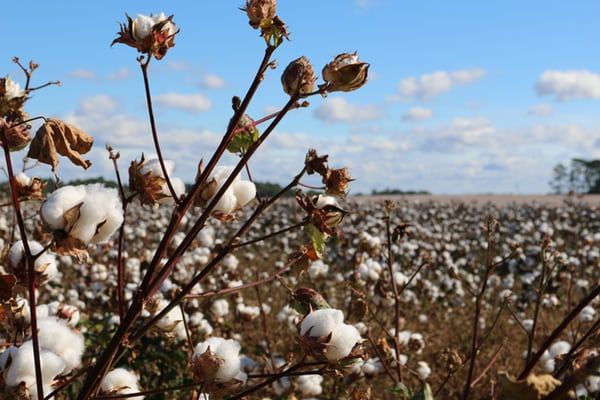 Nov 11 The Cotton Must Be Picked