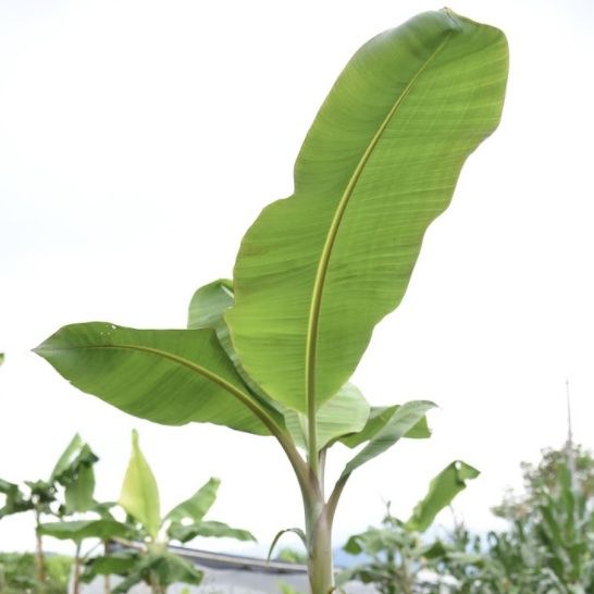 Manejo de la fertilización integrada para la producción de plátano