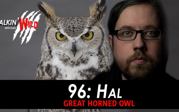 96 - Hal the Horned Owl