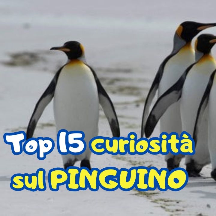 Top 15 curiosità sul pinguino