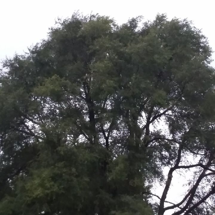 Chatty Charlie Chuck Live From The Home