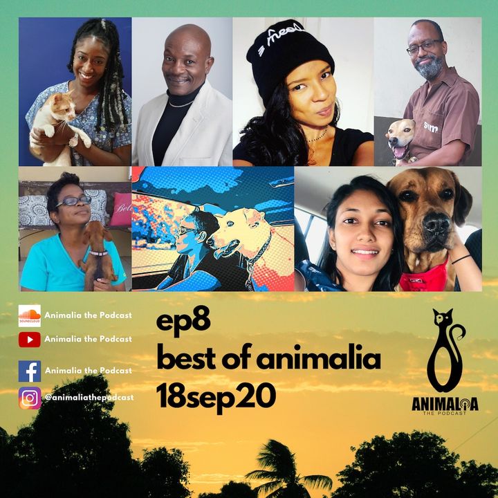 ANIMALIA 08 - Best of Animalia - 18Sep20