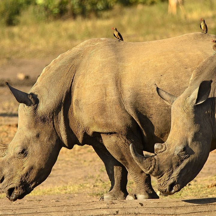 Miscelanea de picabueyes y rinocerontes | Diario de un Ecólogo #19