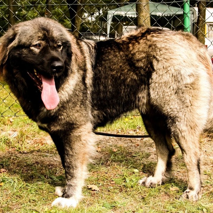 Cane da pastore del Caucaso, il cane del Muro di Berlino