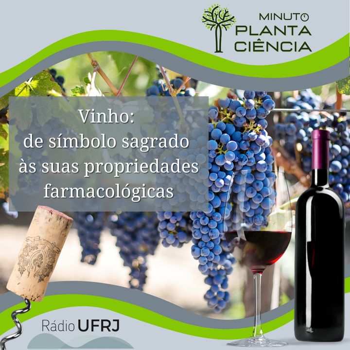 Minuto PlantaCiência - Ep. 05 - Vinho: de símbolo sagrado às suas propriedades farmacológicas (Rádio UFRJ)