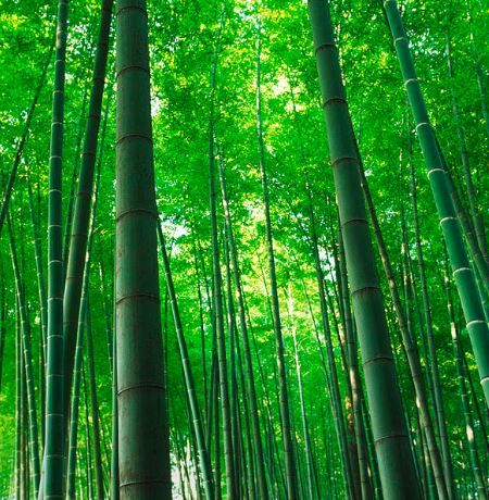 Episode # 265 – Bamboo Tree