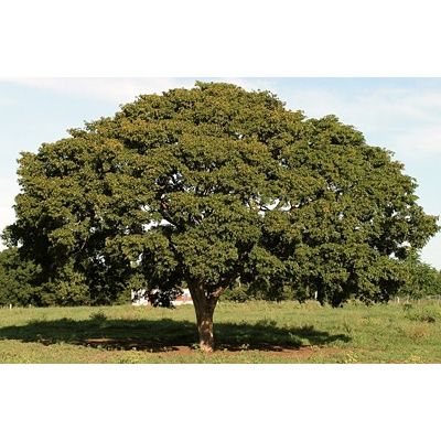 El Guayacán es el árbol emblemático del Edo. Nueva Esparta, conoce más ...