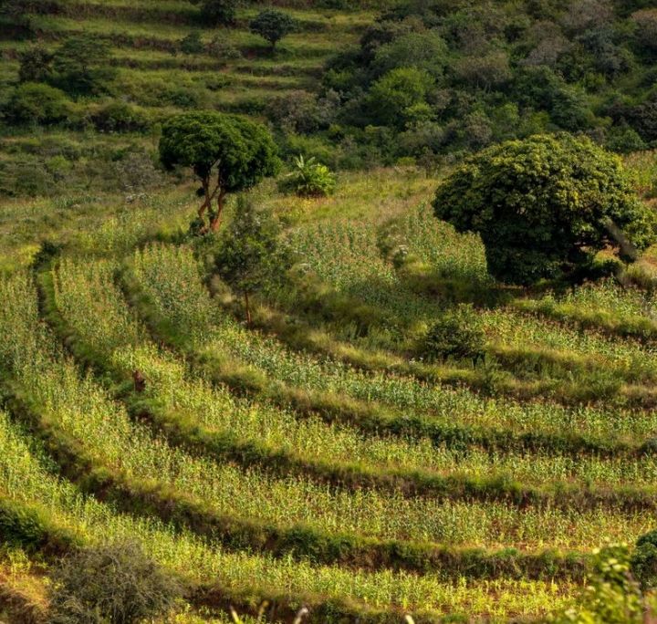 Agricoltura, "ripensare i sussidi aiuta a proteggere suolo, sviluppo rurale e contadini"