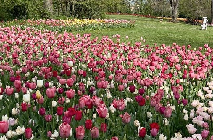 Consolata Pralormo - messer tulipano
