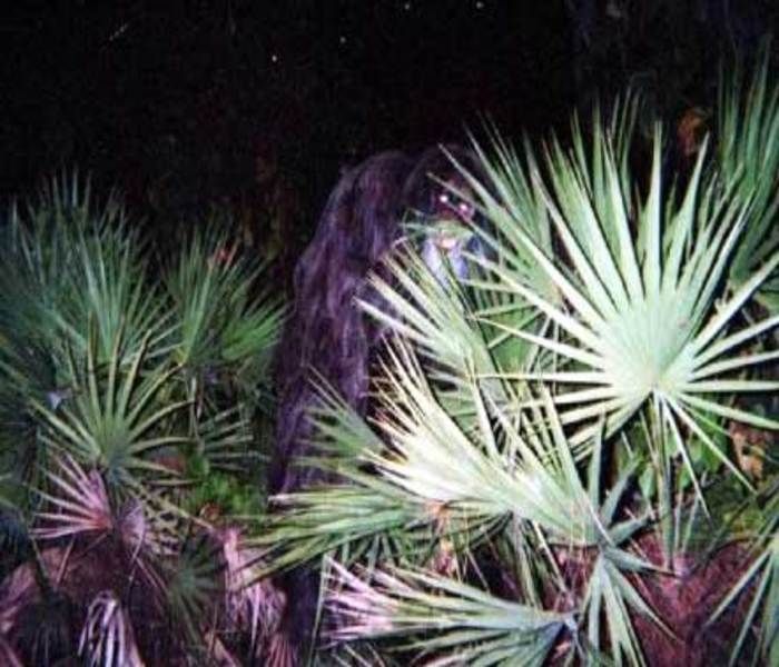 Episode 61 Skunk Apes and Florida Bigfeet