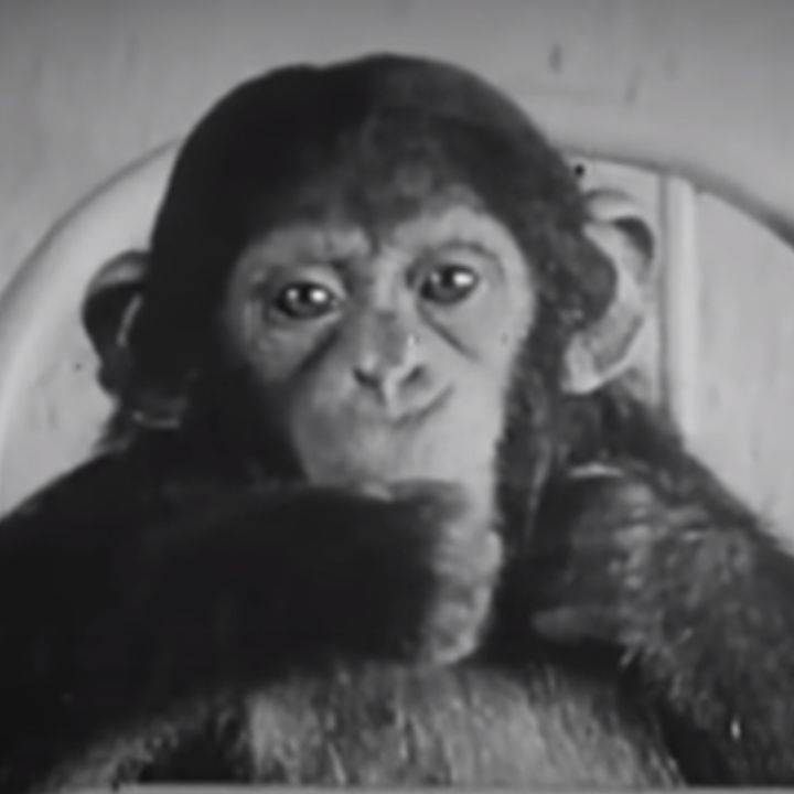 Experimentos locos 2: la chimpancé y el alma #71