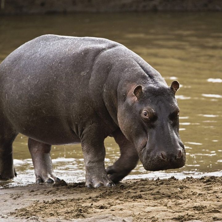 Oikos #25 | Cacas de hipopotamos y la muerte de millones de peces