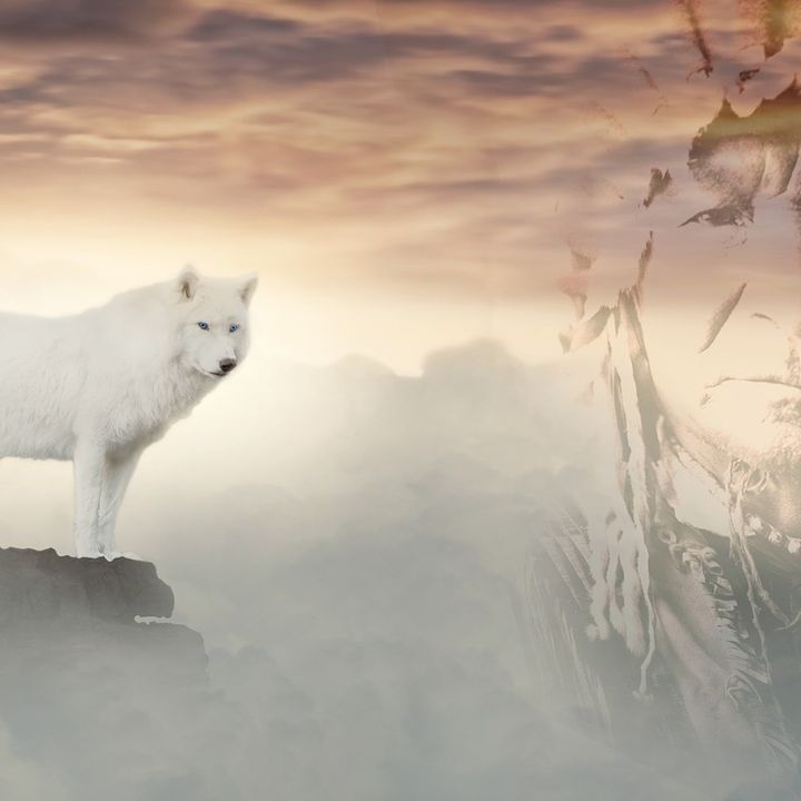 Il lupo bianco e il lupo nero