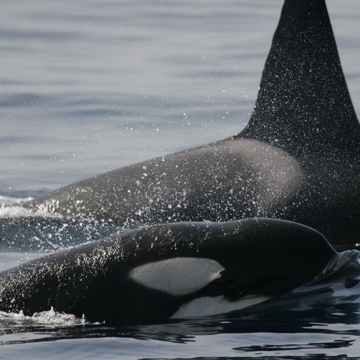 Orcas ibéricas: biología y conservación | Planeta Agua #15