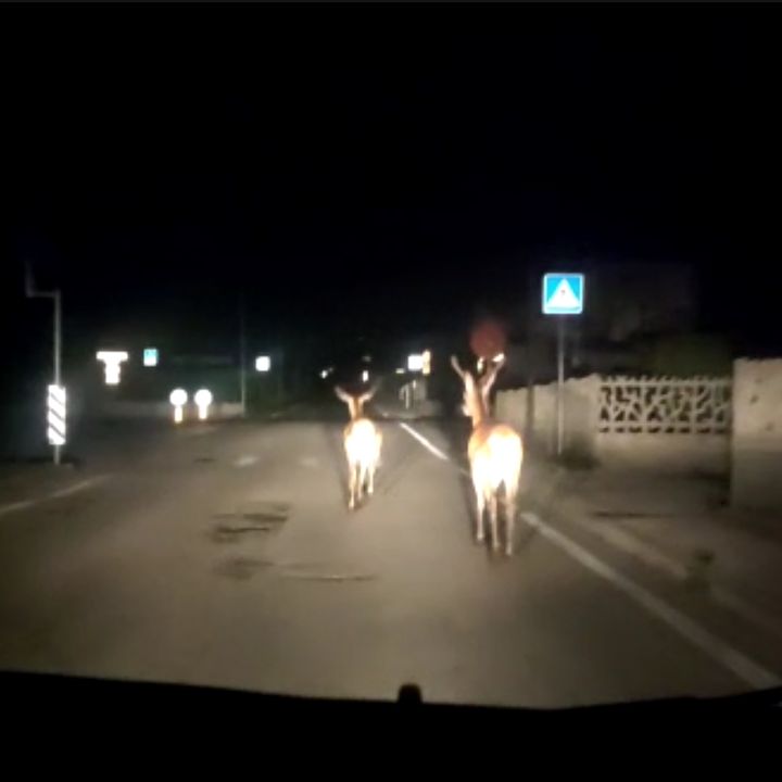 Principi nella notte: coppia di cervi a passeggio tra le case