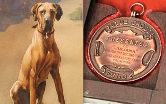 Did You Know | Juliana The Great Dane