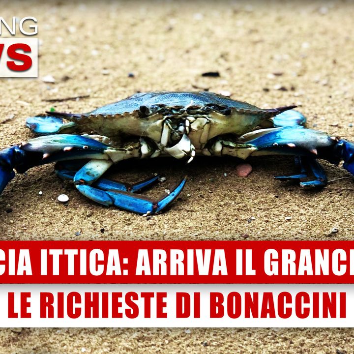 Minaccia Ittica, Arriva Il Granchio Blu: Le Richieste Di Bonaccini!