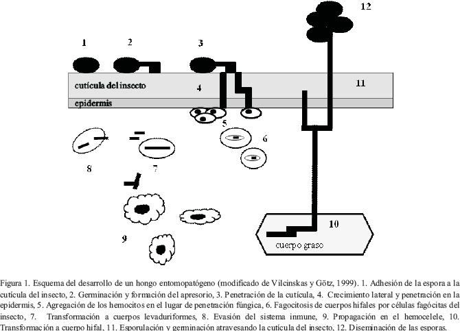 Entomopatógenos fúngicos y Beauveria bassiana como bioinsecticidas