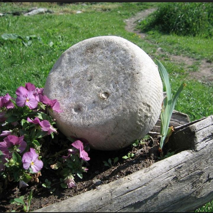 PLAISENTIF - IL FORMAGGIO DELEL VIOLE