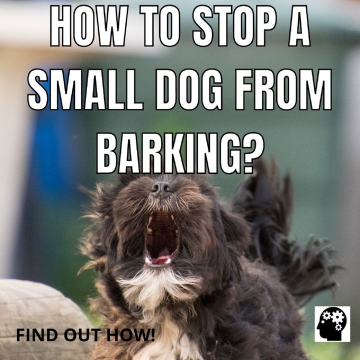 What to do to make a small dog bark less?