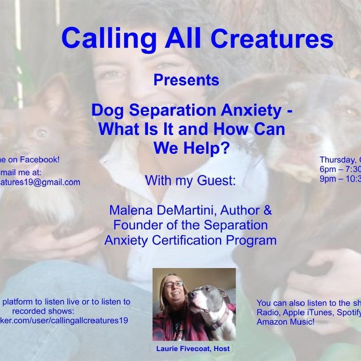 Calling All Creatures Presents Dog Separation Anxiety, What Is It and How Can We Help?