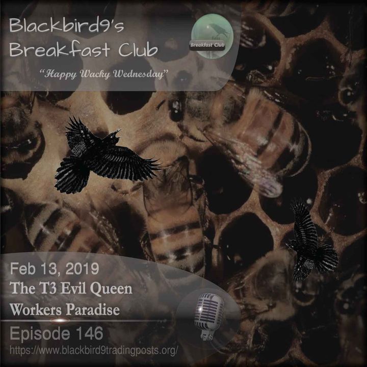 The T3 Evil Queen Workers Paradise - Blackbird9 Podcast
