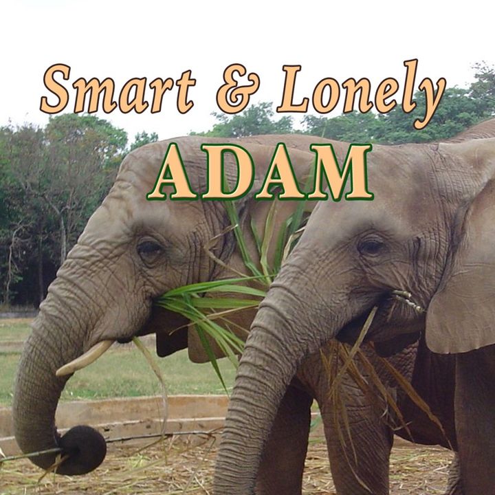 Smart and Lonely Adam, Genesis 2:18-20