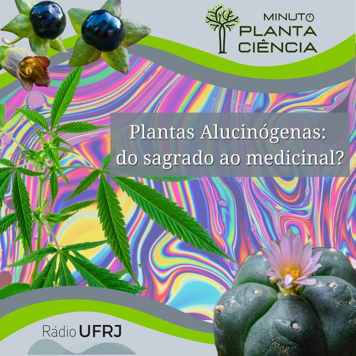 Minuto PlantaCiência - Ep. 17 - Plantas alucinógenas: do sagrado ao medicinal? (Rádio UFRJ)