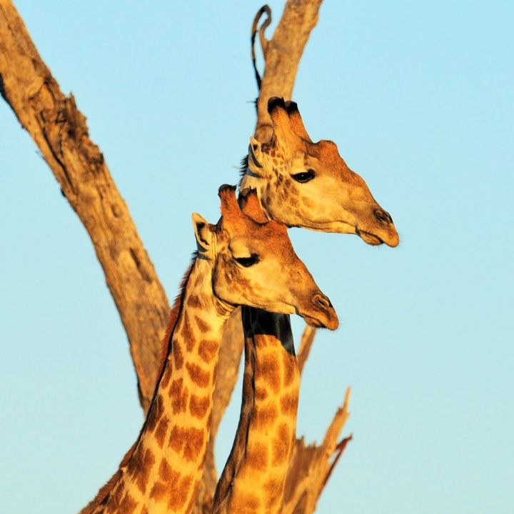 Afrika'da Safari'de Bir Gün