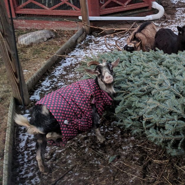 Goats Love To Eat Your Old Christmas Trees