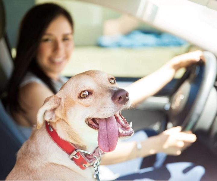 Keeping Your Furry Friend Cool: Dog Care Tips for August