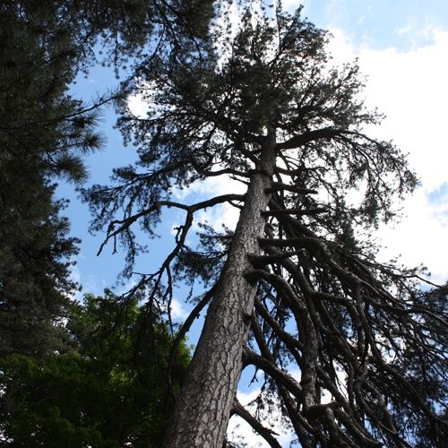 🇩🇪 Francesco Iovino - Kiefernwälder und Baumgiganten in der Sila