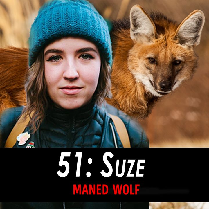51 - Suze the Maned Wolf