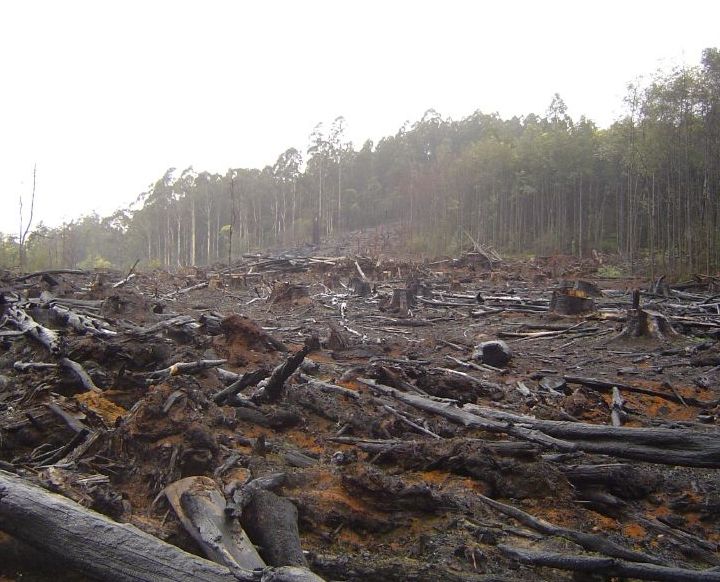 La FAO rilancia dati satellitari open-source per frenare la deforestazione tropicale
