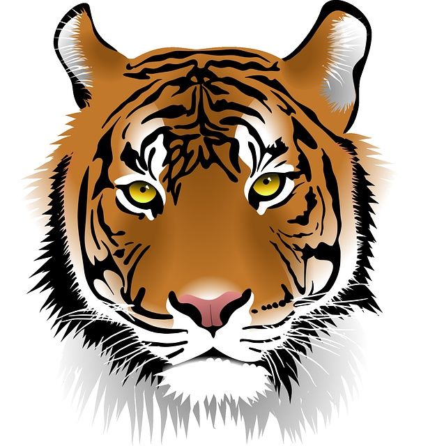 2022 anno della tigre, buone notizie per la specie