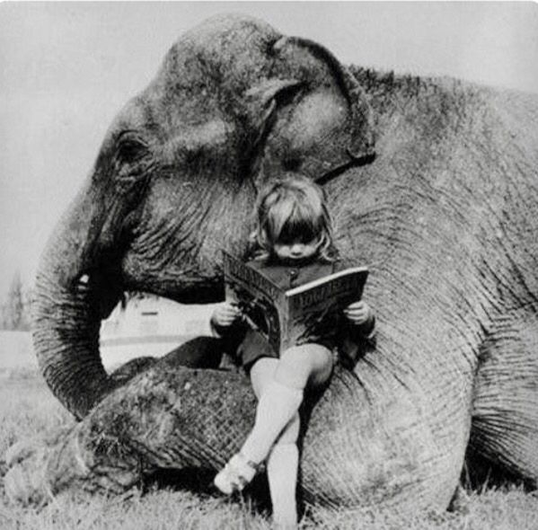 La storia dell'Elefante e dei figli cechi del proprietario che lo lavarono.